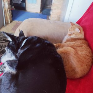 Zwierzata Pani Agnieszki (2)