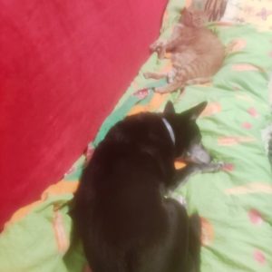 Zwierzata Pani Agnieszki (3)