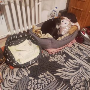 Zwierzata Pani Agnieszki (4)