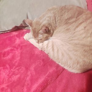 Zwierzata Pani Agnieszki (5)