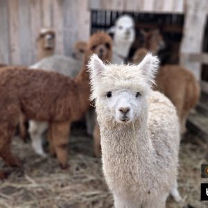 alpaki (11)