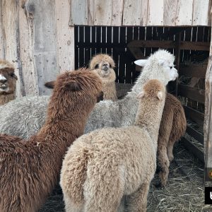 alpaki (13)