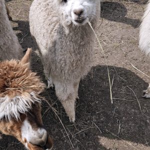 alpaki (16)