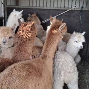 alpaki (2)