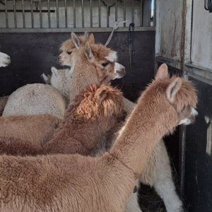 alpaki (7)