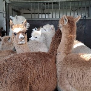 alpaki (9)