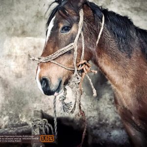 batch_Prometeusz (1)