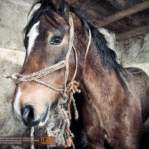 batch_Prometeusz (10)