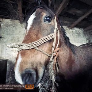 batch_Prometeusz (3)