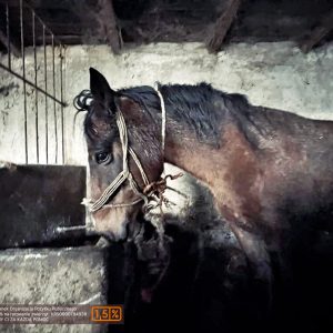 batch_Prometeusz (5)