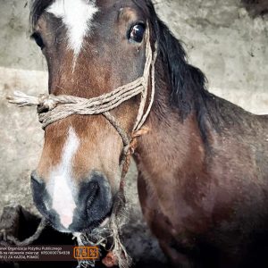 batch_Prometeusz (6)