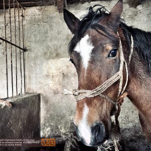 batch_Prometeusz (7)