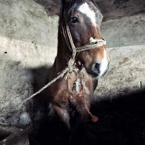 batch_Prometeusz (8)