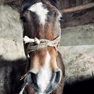 batch_Prometeusz (9)