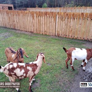 benkowo 29-10-23 (6)