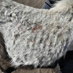 uratowane zwierzęta