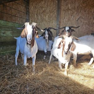 koziołki ancymony (4)