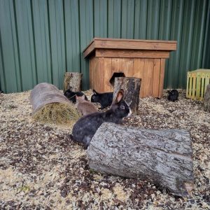 króliki benek nowa studnica wrzesien_23 (4)