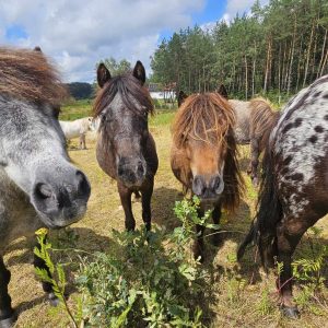 kucyki do adopcji 7-24 (1)