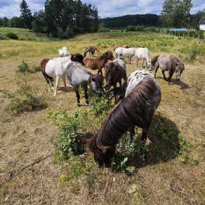 kucyki do adopcji 7-24 (2)