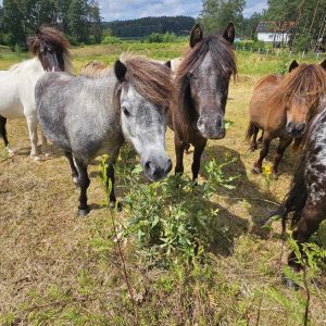 kucyki do adopcji 7-24 (3)