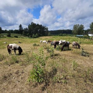 kucyki do adopcji 7-24 (4)