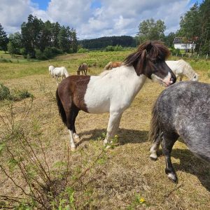 kucyki do adopcji 7-24 (5)