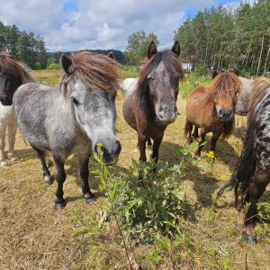 kucyki do adopcji 7-24 (6)