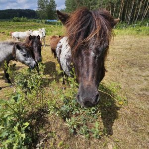 kucyki do adopcji 7-24 (7)