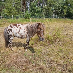 kucyki do adopcji 7-24 (8)