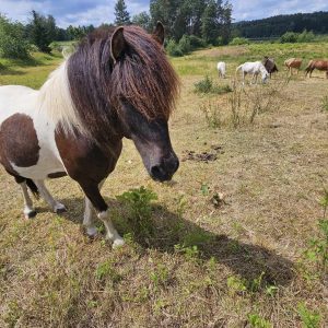 kucyki do adopcji 7-24 (9)