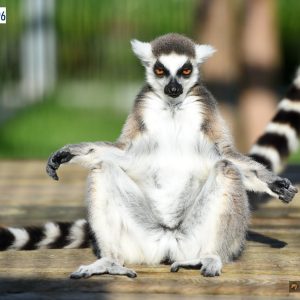 lemury benkowa 8-24 (8)