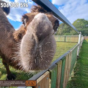 nowa studnica weekend 10-23 (13)