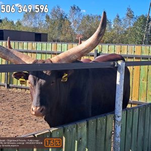 nowa studnica weekend 10-23 (15)