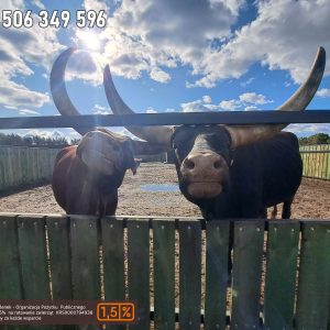 nowa studnica weekend 10-23 (25)