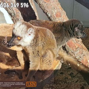 nowa studnica weekend 10-23 (3)