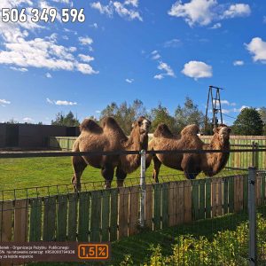 nowa studnica weekend 10-23 (4)