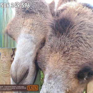 nowa studnica weekend 10-23 (40)