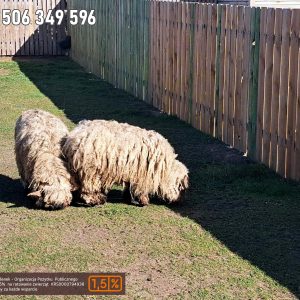 nowa studnica weekend 10-23 (9)