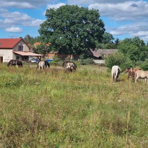 ogrodzony skrawek dla koni (1)