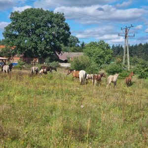 ogrodzony skrawek dla koni (2)