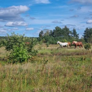 ogrodzony skrawek dla koni (3)