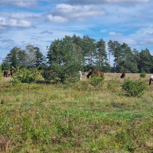 ogrodzony skrawek dla koni (4)