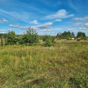 ogrodzony skrawek dla koni (5)