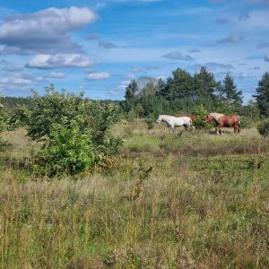 ogrodzony skrawek dla koni (6)
