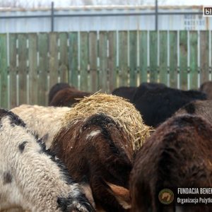 osiołki benkowo 2025 (11)