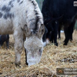 osiołki benkowo 2025 (2)