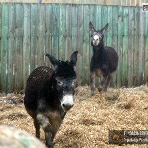 osiołki benkowo 2025 (5)