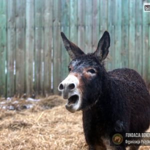 osiołki benkowo 2025 (6)