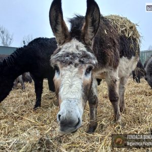 osiołki benkowo 2025 (8)